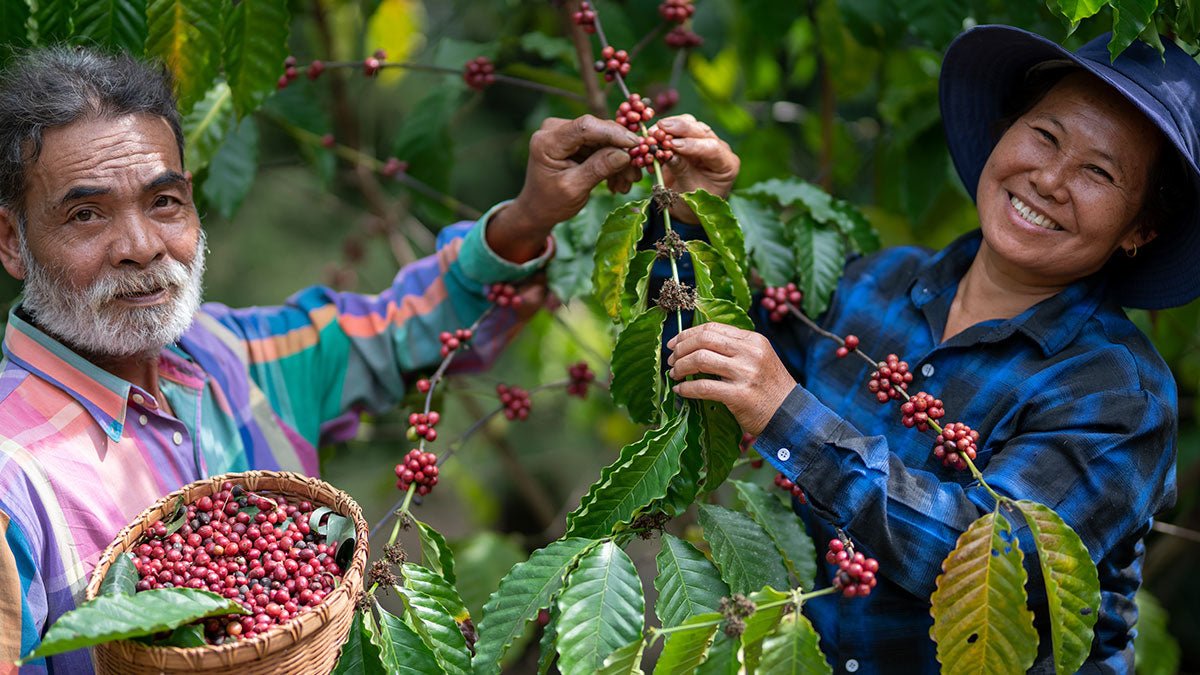 The Ultimate Guide to Choosing the Perfect Coffee Bean: Understanding Flavors, Roasting, and Price - GothRider Brand